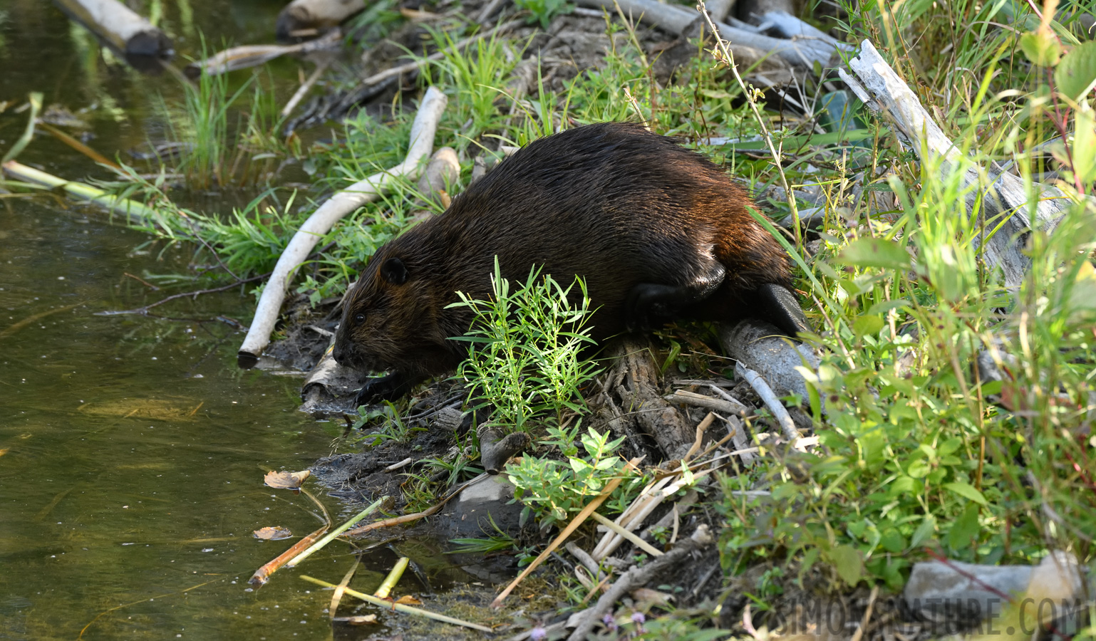 Castor canadensis [400 mm, 1/400 Sek. bei f / 8.0, ISO 1600]